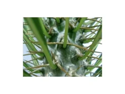 Exotenherz Pachypodium Lameri Echte Madagaskar-Palme 12cm Topf