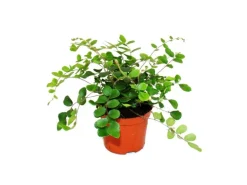 Exotenherz Pellaea Rotundifolia Pelle Oder Urweltfarn 9cm Topf