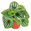 Exotenherz Peperomia Argyreia Watermelon Wassermelonenzwergpfeffer im 12cm Topf