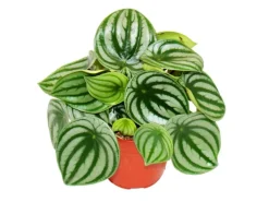 Exotenherz Peperomia Argyreia Watermelon Wassermelonenzwergpfeffer im 12cm Topf