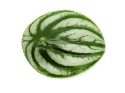 Exotenherz Peperomia Argyreia Watermelon Wassermelonenzwergpfeffer im 12cm Topf