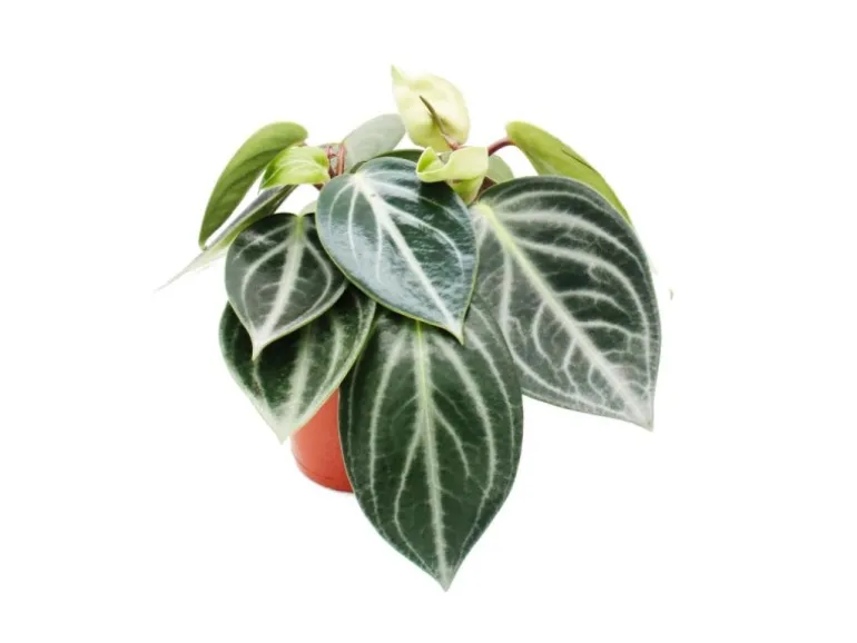 Exotenherz Peperomia Sarcophylla Zwergpfeffer im 15cm Topf