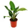 Exotenherz Philodendron Imperial Green 19cm Topf