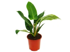 Exotenherz Philodendron Imperial Green 19cm Topf