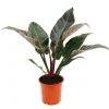 Exotenherz Philodendron Imperial Red 19cm Topf