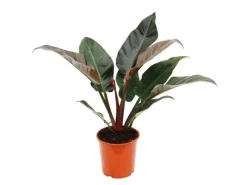 Exotenherz Philodendron Imperial Red 19cm Topf