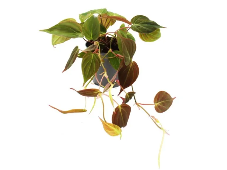 Exotenherz Philodendron Micans Dunkler Kletternder Baumfreund 12cm Topf