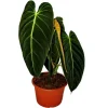 Exotenherz Philodendron Melanochrysum Der Schwarzgoldene Baumfreund 20cm Topf