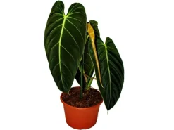 Exotenherz Philodendron Melanochrysum Der Schwarzgoldene Baumfreund 20cm Topf