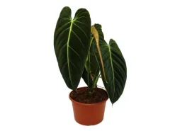 Exotenherz Philodendron Melanochrysum Der Schwarzgoldene Baumfreund 20cm Topf