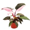 Exotenherz Philodendron Pink Princess Pinkschwarzer Baumfreund 12cm Topf