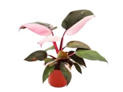 Exotenherz Philodendron Pink Princess Pinkschwarzer Baumfreund 12cm Topf