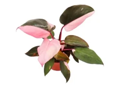 Exotenherz Philodendron Pink Princess Pinkschwarzer Baumfreund 12cm Topf
