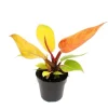 Exotenherz Philodendron Prince Of Orange Orangener Baumfreund 12cm Topf