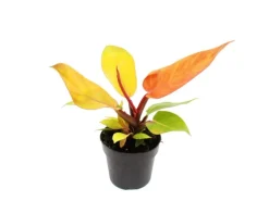 Exotenherz Philodendron Prince Of Orange Orangener Baumfreund 12cm Topf