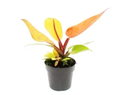 Exotenherz Philodendron Prince Of Orange Orangener Baumfreund 12cm Topf