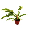 Exotenherz Philodendron Ring of Fire Ungewöhnlicher Baumfreund 12cm Topf