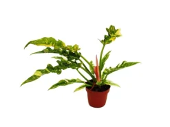 Exotenherz Philodendron Ring of Fire Ungewöhnlicher Baumfreund 12cm Topf