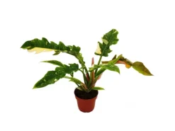 Exotenherz Philodendron Ring of Fire Ungewöhnlicher Baumfreund 12cm Topf