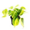 Exotenherz Philodendron Scandens Brasil Kletternder Baumfreund Zweifarbig 12cm Topf