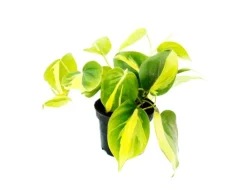 Exotenherz Philodendron Scandens Brasil Kletternder Baumfreund Zweifarbig 12cm Topf