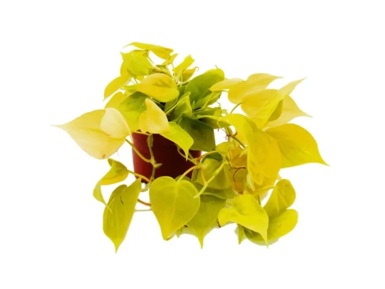 Exotenherz Philodendron Scandens Lime Gelbgrüner Kletternder Baumfreund 12cm Topf