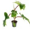 Exotenherz Philodendron Squamiferum Der Wilde Rotstielige Baumfreund 12cm Topf