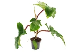Exotenherz Philodendron Squamiferum Der Wilde Rotstielige Baumfreund 12cm Topf