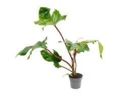 Exotenherz Philodendron Squamiferum Der Wilde Rotstielige Baumfreund 12cm Topf