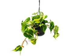 Exotenherz Philodendron Scandens Brasil Kletternder Baumfreund Zweifarbig 15cm Ampeltopf Hängend