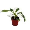 Exotenherz Philodendron White Princess Weißgrüner Baumfreund 12cm Topf
