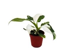 Exotenherz Philodendron White Princess Weißgrüner Baumfreund 12cm Topf