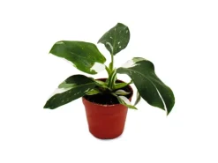 Exotenherz Philodendron White Princess Weißgrüner Baumfreund 12cm Topf