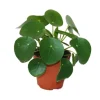 Exotenherz Pilea Peperomioides Glückstaler Chinesischer Geldbaum Bauchnabelpflanze im 11cm Topf