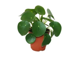 Exotenherz Pilea Peperomioides Glückstaler Chinesischer Geldbaum Bauchnabelpflanze im 11cm Topf