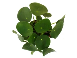 Exotenherz Pilea Peperomioides Glückstaler Chinesischer Geldbaum Bauchnabelpflanze im 11cm Topf