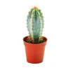 Exotenherz Pilosocereus Azureus Kleine Pflanze im 5,5cm Topf