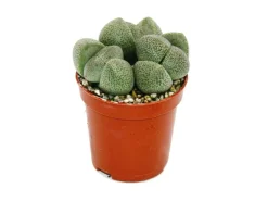 Exotenherz Pleiospilos Nelii Lebender Stein Lebender Granit im 5,5cm Topf