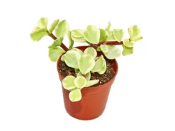 Exotenherz Portulacaria Afra Var. Jadebaum Kleine Pflanze im 5,5cm Topf