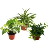 Exotenherz Rankpflanzen Set Fürs Zimmer mit 3 Pflanzen 9cm