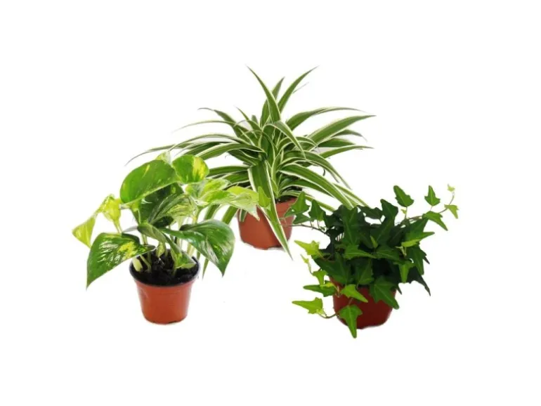 Exotenherz Rankpflanzen Set Fürs Zimmer mit 3 Pflanzen 9cm