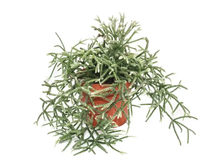 Exotenherz Rhipsalis Pilocarpa Korallenkaktus im 12cm Topf