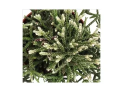 Exotenherz Rhipsalis Pilocarpa Korallenkaktus im 12cm Topf