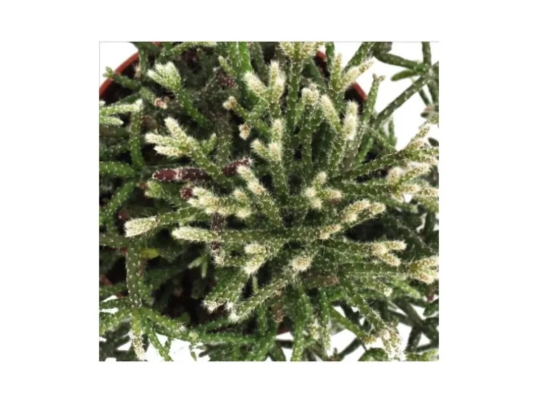 Exotenherz Rhipsalis Pilocarpa Korallenkaktus im 12cm Topf