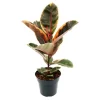 Exotenherz Rotbunter Gummibaum Ficus Elastica Belize 17cm Topf