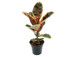 Exotenherz Rotbunter Gummibaum Ficus Elastica Belize 17cm Topf