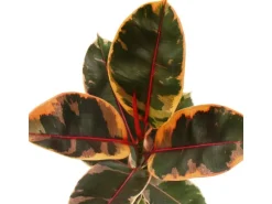 Exotenherz Rotbunter Gummibaum Ficus Elastica Belize 17cm Topf