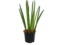Exotenherz Sansevieria Cylindrica Solitär-Pflanze 19cm Topf