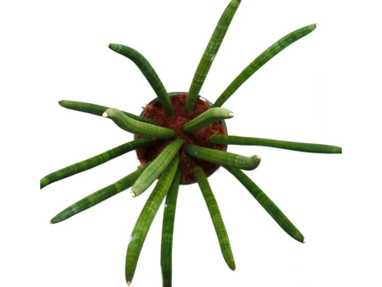 Exotenherz Sansevieria Cylindrica Solitär-Pflanze 19cm Topf