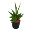 Exotenherz Sansevieria Helios Schraubenbogenhanf 11cm Topf ca. 20cm Hoch